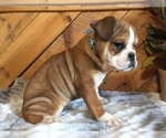 Small Photo #3 Olde English Bulldogge Puppy For Sale in CHETEK, WI, USA
