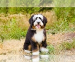 Small Photo #1 Bernedoodle (Miniature) Puppy For Sale in ROY, UT, USA