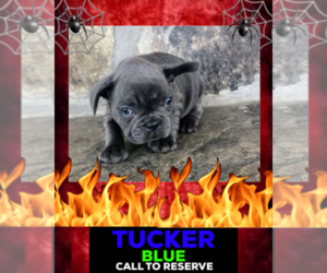 French Bulldog Puppy for sale in HEATHROW, FL, USA
