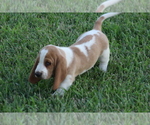 Small #3 Basset Hound