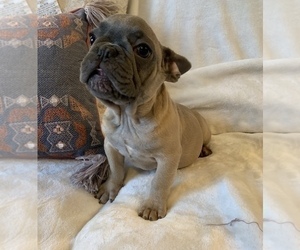 French Bulldog Puppy for sale in JOHNS ISLAND, SC, USA