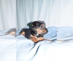 Small #2 Toy Fox Pinscher-Yorkshire Terrier Mix