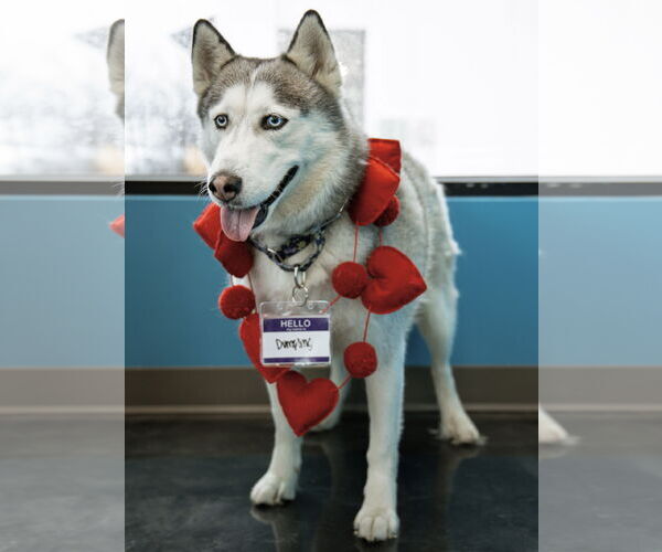 Medium Photo #3 Siberian Husky Puppy For Sale in Carrollton, TX, USA