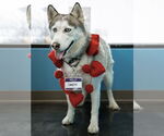 Small #2 Siberian Husky