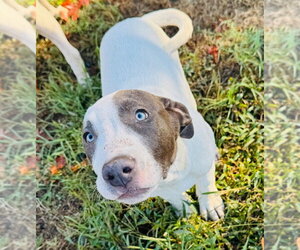 Mutt Dogs for adoption in Claremore, OK, USA