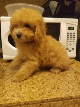 Medium Photo #1 Maltese-Poodle (Standard) Mix Puppy For Sale in SAN DIEGO, CA, USA