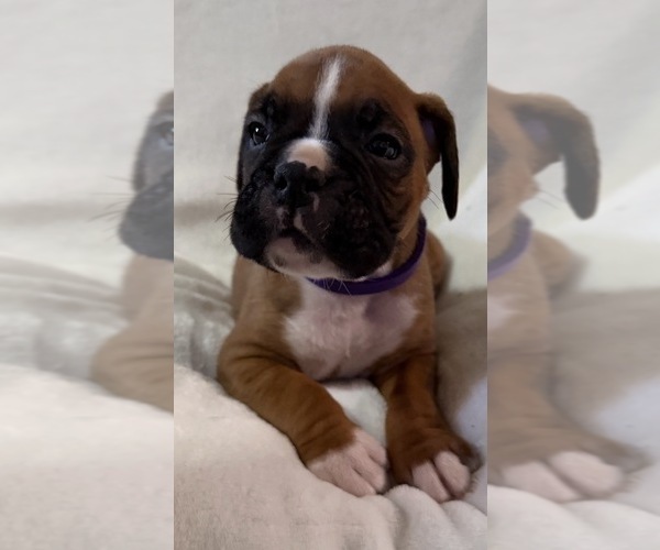Medium Photo #9 Boxer Puppy For Sale in ALLEGHENY, PA, USA