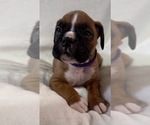 Small Photo #9 Boxer Puppy For Sale in ALLEGHENY, PA, USA