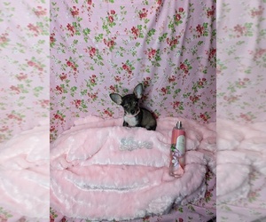 Chihuahua Puppy for sale in GREENVILLE, TX, USA