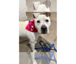 Small #43 Dogo Argentino-Labrador Retriever Mix