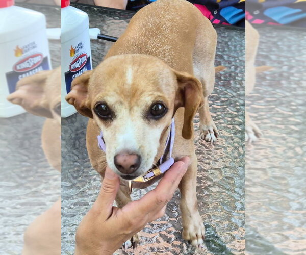 Medium Photo #3 Dachshund-Unknown Mix Puppy For Sale in Andover, MN, USA