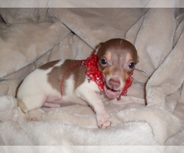Medium Photo #2 Chihuahua Puppy For Sale in MADISON, MS, USA