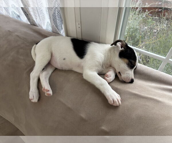 Medium Photo #2 Mutt Puppy For Sale in Doylestown, PA, USA