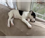 Small #1 Mutt