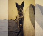 Small #5 Mutt