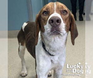 Beagle-Unknown Mix Dogs for adoption in Washington, DC, USA