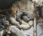 Small #7 Irish Dane
