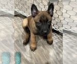 Small Photo #236 Belgian Malinois Puppy For Sale in REESEVILLE, WI, USA