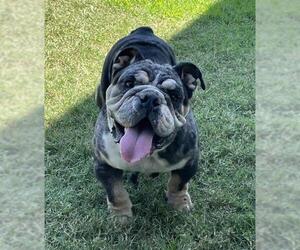 Bulldog Dogs for adoption in Riverside, CA, USA