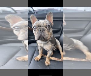 French Bulldog Puppy for sale in PRAIRIEVILLE, LA, USA