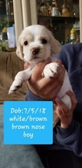 Cocker Spaniel Puppy for sale in SPRINGFIELD, MA, USA