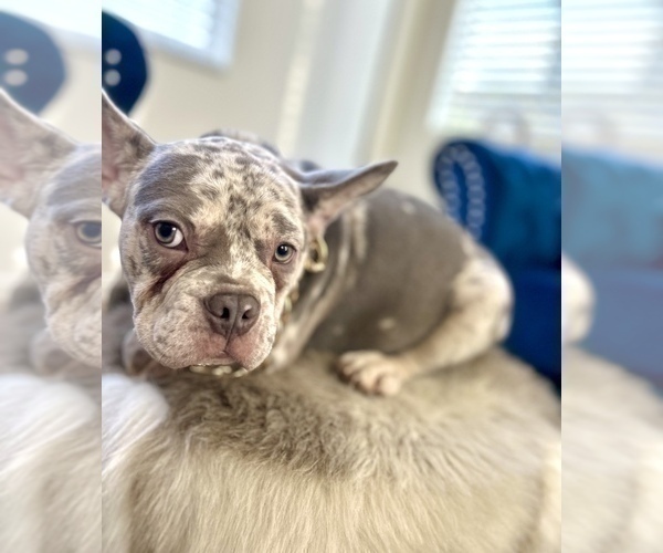 Medium Photo #8 French Bulldog Puppy For Sale in FORT LAUDERDALE, FL, USA