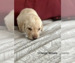 Small Photo #10 Labrador Retriever Puppy For Sale in INVERNESS, FL, USA