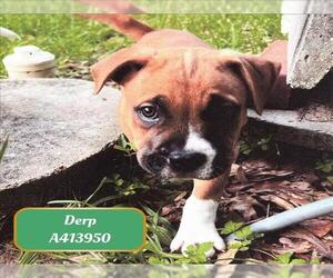 American Pit Bull Terrier-Unknown Mix Dogs for adoption in Conroe, TX, USA