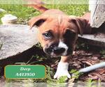 Small American Pit Bull Terrier Mix