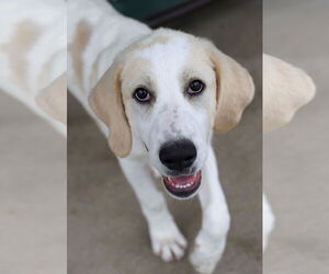 Great Pyrenees-Unknown Mix Dogs for adoption in Green Forest, AR, USA