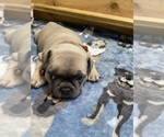 Small Photo #101 French Bulldog Puppy For Sale in TACOMA, WA, USA