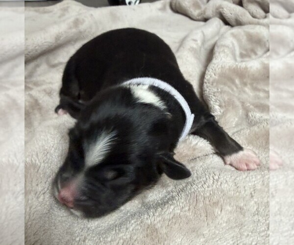 Medium Photo #2 Australian Shepherd Puppy For Sale in HENRICO, VA, USA