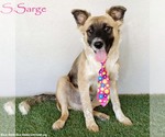 Sarge - Male Shollie Dog for Adoption - Small photo