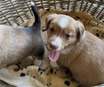Small Photo #4 Dorgi Puppy For Sale in CYNTHIANA, KY, USA