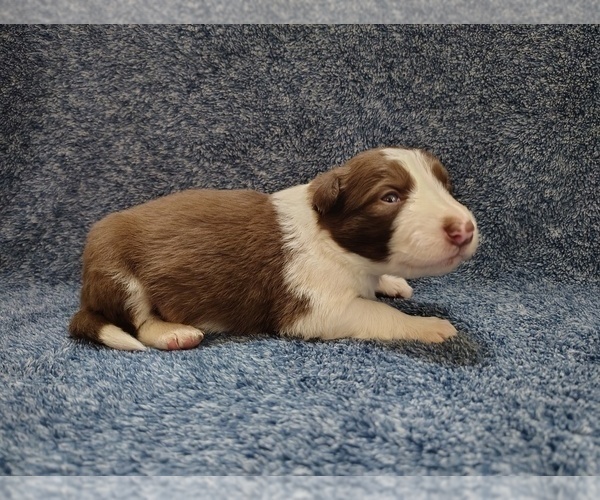 Medium Photo #21 Border Collie Puppy For Sale in NORBORNE, MO, USA