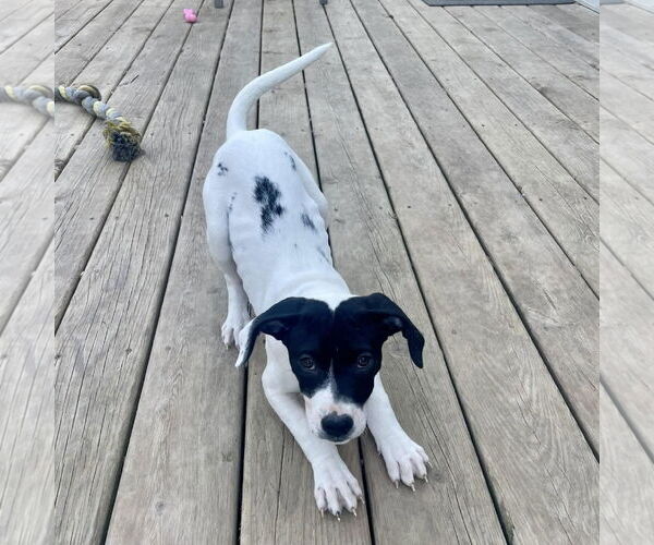 Medium Photo #14 American Pit Bull Terrier-Pointer Mix Puppy For Sale in Clinton , MI, USA
