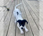 Small #13 American Pit Bull Terrier-Pointer Mix