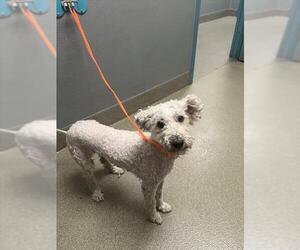 Poodle (Miniature)-Unknown Mix Dogs for adoption in Las Vegas, NV, USA