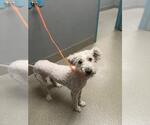 Small Poodle (Miniature) Mix