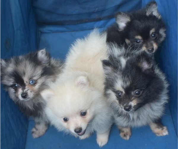 Medium Photo #5 Pomeranian Puppy For Sale in DINWIDDIE, VA, USA