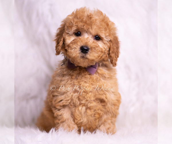 Medium Photo #82 Goldendoodle (Miniature) Puppy For Sale in WARSAW, IN, USA