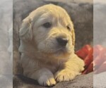 Puppy Pink girl small Golden Retriever