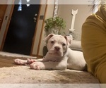 Small Photo #4 American Bulldog Puppy For Sale in BROOKFIELD, MO, USA