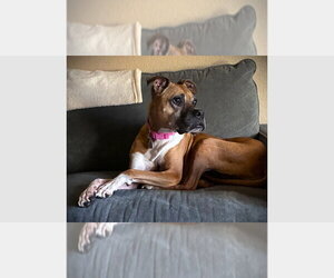 Boxer Dogs for adoption in Austin, TX, USA