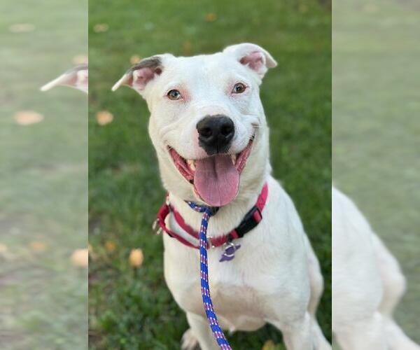 Medium Photo #3 Australian Shepherd-Unknown Mix Puppy For Sale in Woodland, CA, USA