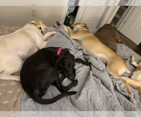Medium Photo #5 Mutt Puppy For Sale in Virginia Beach, VA, USA
