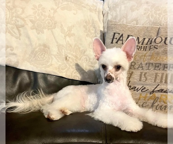 Medium Photo #1 Chinese Crested Puppy For Sale in BROOKSVILLE, FL, USA