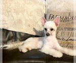 Small Photo #1 Chinese Crested Puppy For Sale in BROOKSVILLE, FL, USA