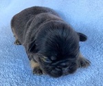 Small #3 French Bulldog