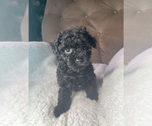 Maltipoo Puppy for Sale in ELKTON, Kentucky USA